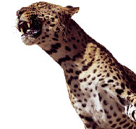 African Spotted Leopard snarling