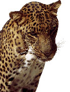 Spotted leopard headshot