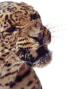 Leopard snarl