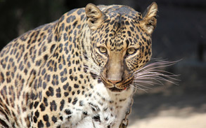 Sheena - Spotted Leopard