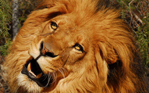 Felix - Male Lion