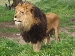 Male African Lion