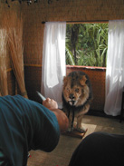 Kenya - Male African Lion