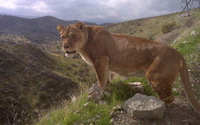 Tuareg - African Lioness