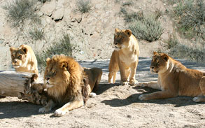 Lion pride working together