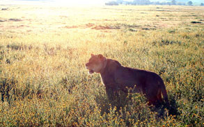 African Lioness