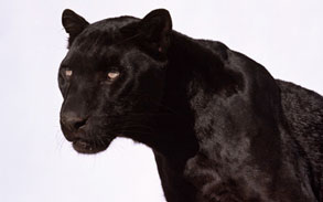 Black Panther photo