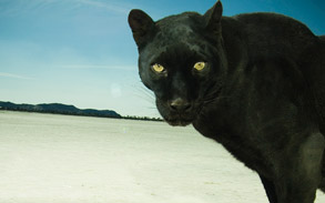Panther Satchmo photoshoot