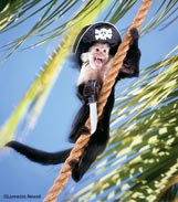 Rupee Capuchin Monkey