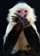 Capuchin Monkey