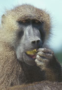 Baboon