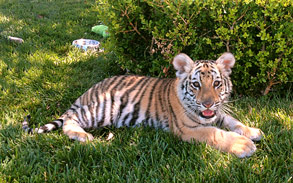 Bengal Tiger Cub Denali