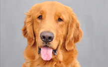 Cooper - Golden Retriever