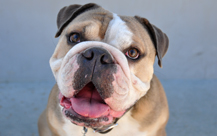 GQ - English Bulldog