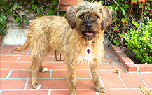 Izzy - Border Terrier Mix