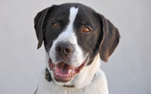 Bandit - English Springer Spaniel Mix