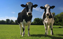 Dairy Cows