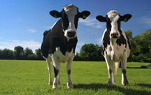 Dairy Cows