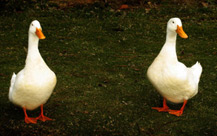 Ducks