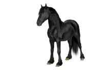 Friesian Horse