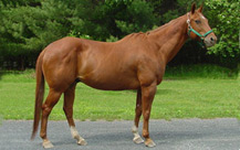 Chestnut Horse