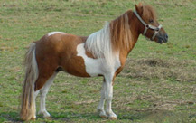 Pony