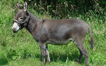 Sicilian Donkey