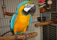 Parrots - Mawaw