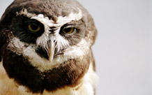 Birds of Prey - Owl