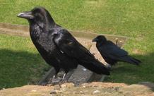 Blackbirds, Ravens and Crows