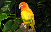 Sun Conure - Exotic Bird
