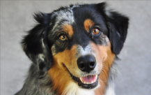 Kippie - Australian Shepherd