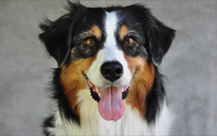 Moxie - Australian Shepherd