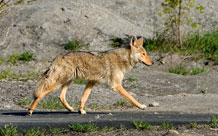 Coyote