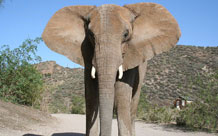 Elephant