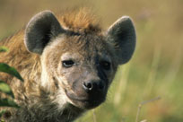 Spotted Hyena