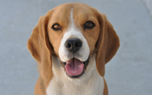 Shelby - Beagle