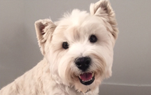 Symon and Jack - West Highland Terrier