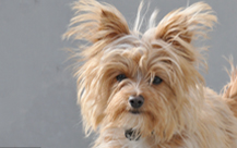 Toby - Yorkshire Terrier