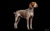 Purina Shoot with German Shorthair Pointer