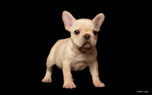 Purina shoot with French Bulldog puppy