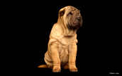 Purina Shoot with Sharpei