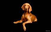 Purina Shoot with Vizla