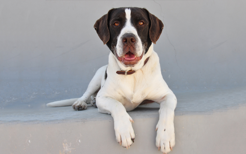 Hollywood Animals Dog Animal Actor Bandit English Springer Spaniel