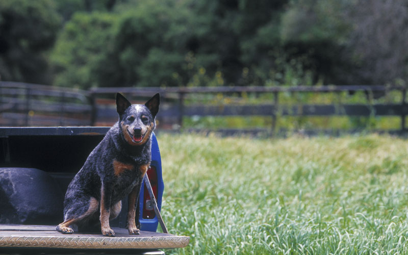 blue heeler in action