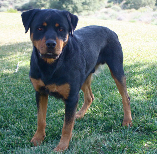 Dutch rottweiler shop