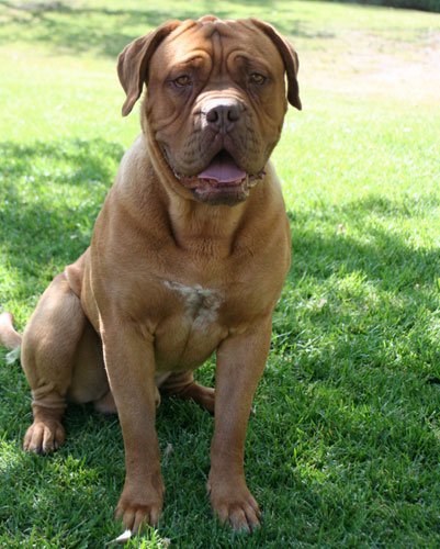 french bull mastiffs