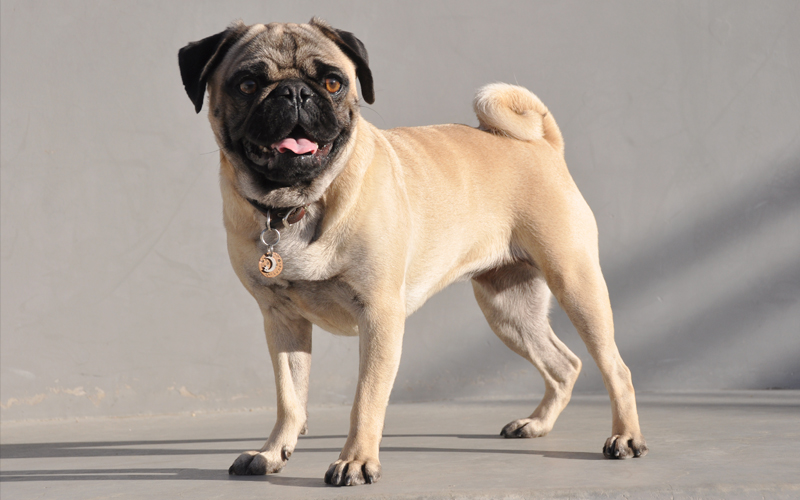Doberman pug best sale