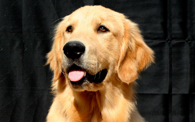 ridge golden retrievers animals actor ridge golden retriever ridge golden retrievers animals actor ridge golden retriever