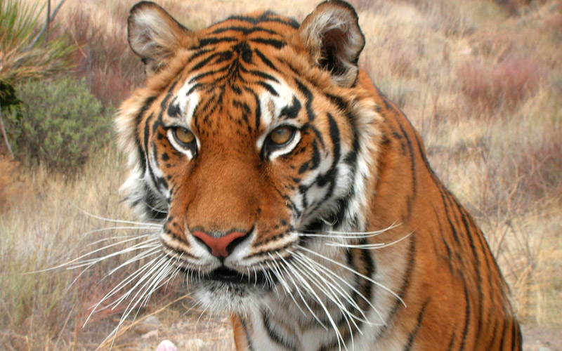 Trained Bengal Tiger Actors for Film & TV from Hollywood Animals Trained Bengal Tiger Actors for Film & TV from Hollywood Animals